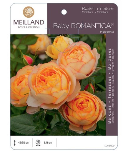 Rosier miniature BABY ROMANTICA ® Meipaonia