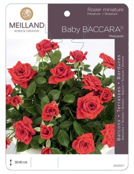 Rosier miniature BABY BACCARA ® Meipaede
