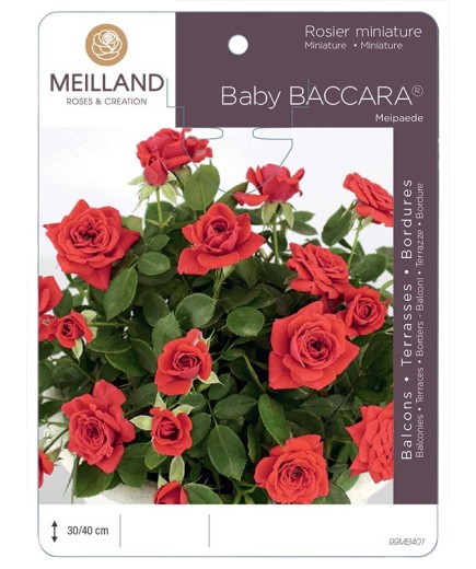 Rosier miniature BABY BACCARA ® Meipaede