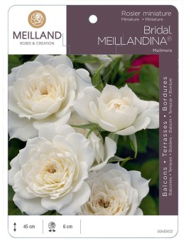 Rosier miniature BRIDAL MEILLANDINA ® Meilmera