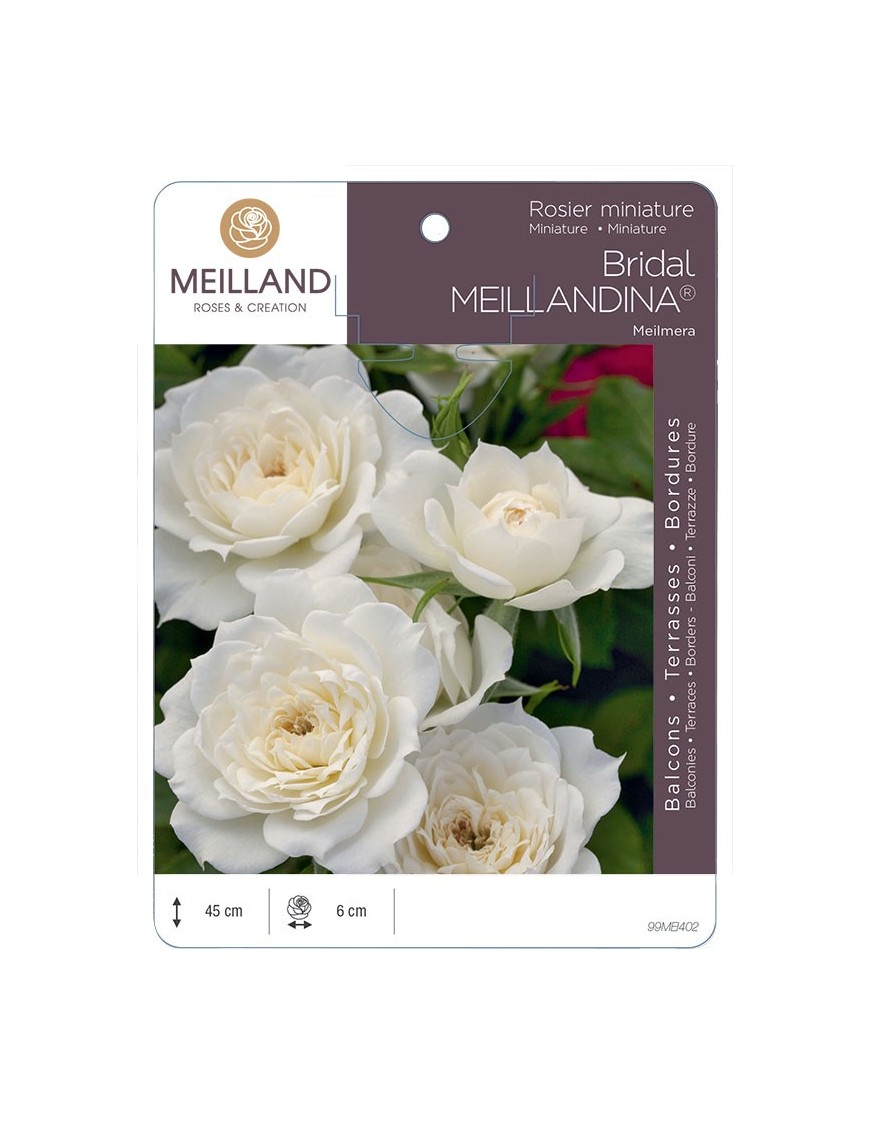 Rosier miniature BRIDAL MEILLANDINA ® Meilmera