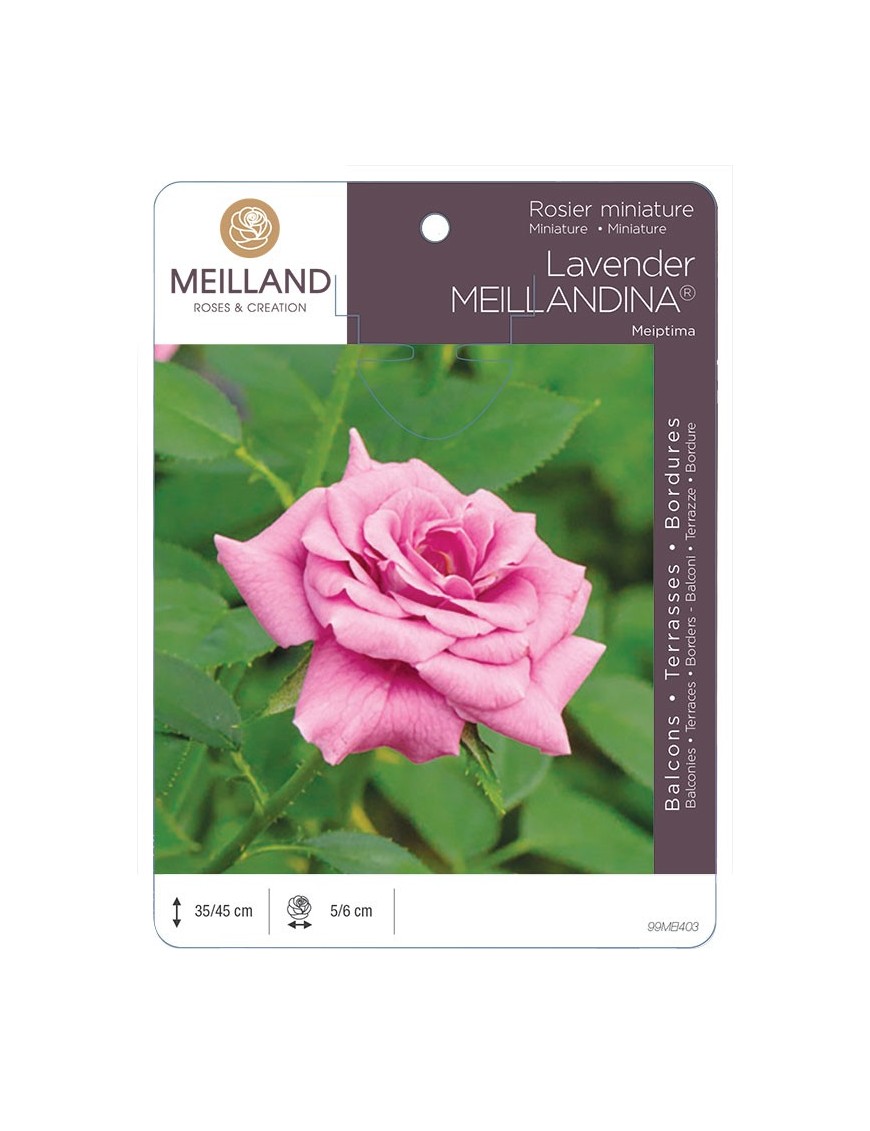 Rosier miniature LAVENDER MEILLANDINA ® Meiptima