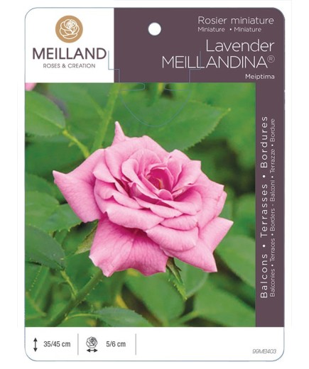 Rosier miniature LAVENDER MEILLANDINA ® Meiptima