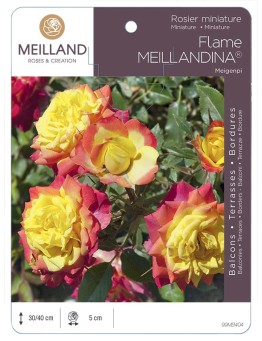 Rosier miniature FLAME MEILLANDINA ® Meigenpi