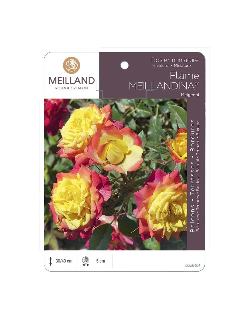 Rosier miniature FLAME MEILLANDINA ® Meigenpi