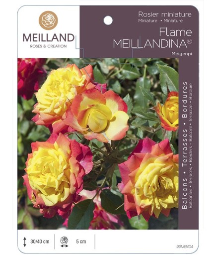 Rosier miniature FLAME MEILLANDINA ® Meigenpi