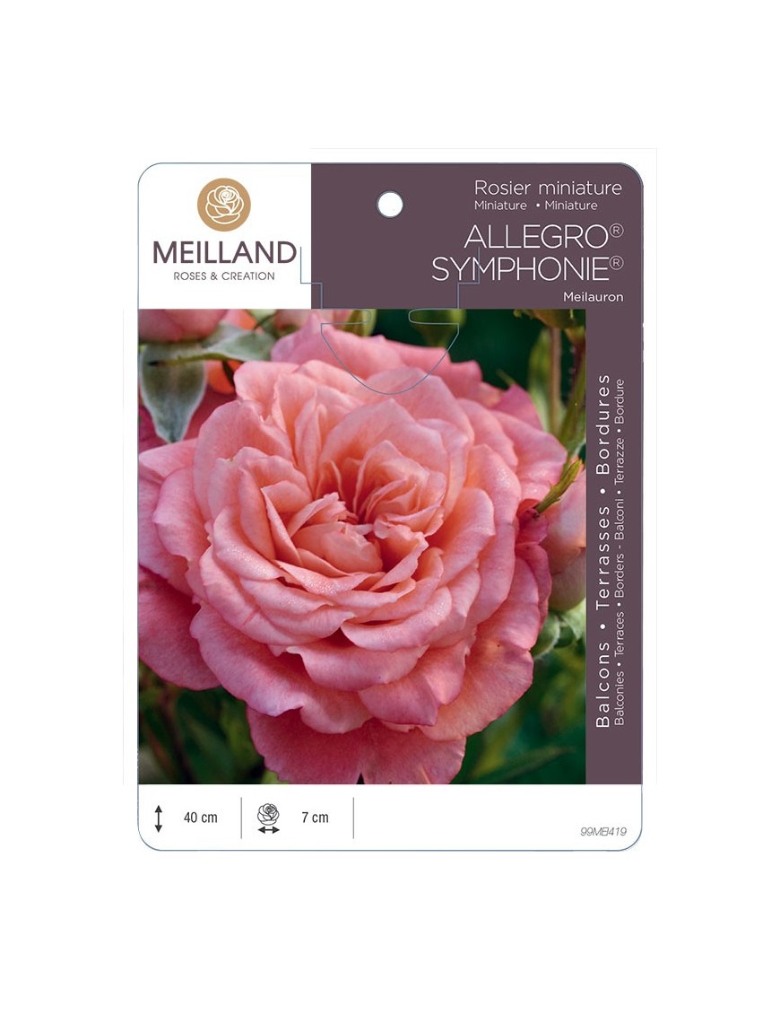 Rosier miniature ALLEGRO SYMPHONIE ® Meilauron