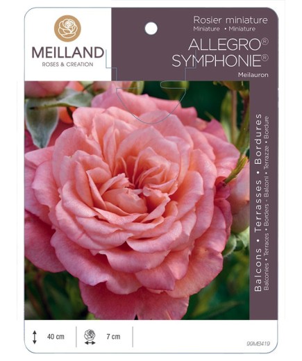 Rosier miniature ALLEGRO SYMPHONIE ® Meilauron