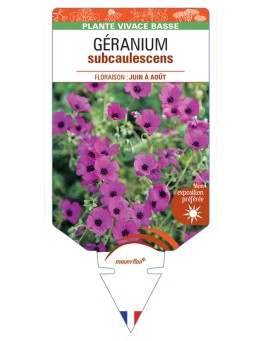 GERANIUM (cinereum) subcaulescens