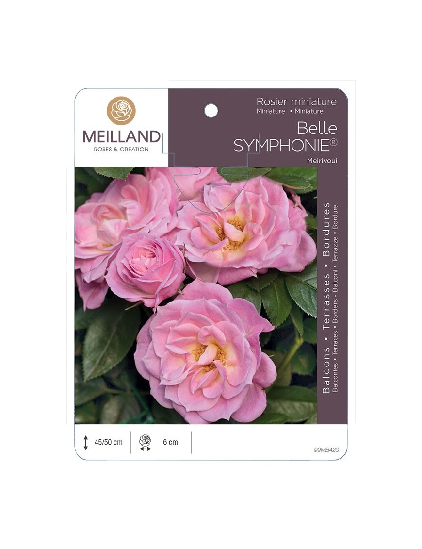 Rosier miniature BELLE SYMPHONIE ® Meirivoui