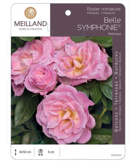 Rosier miniature BELLE SYMPHONIE ® Meirivoui