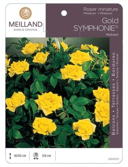 Rosier miniature GOLD SYMPHONIE ® Meitoleil