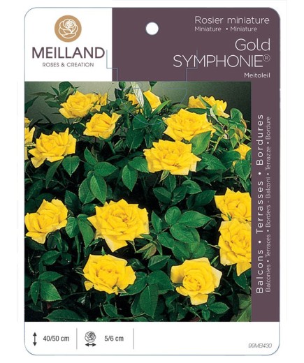Rosier miniature GOLD SYMPHONIE ® Meitoleil