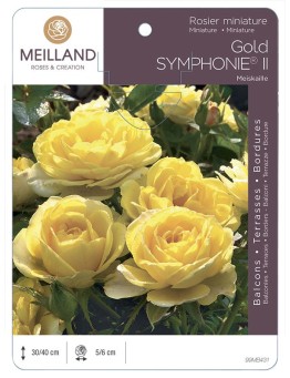 Rosier miniature GOLD SYMPHONIE ® II Meiskaille
