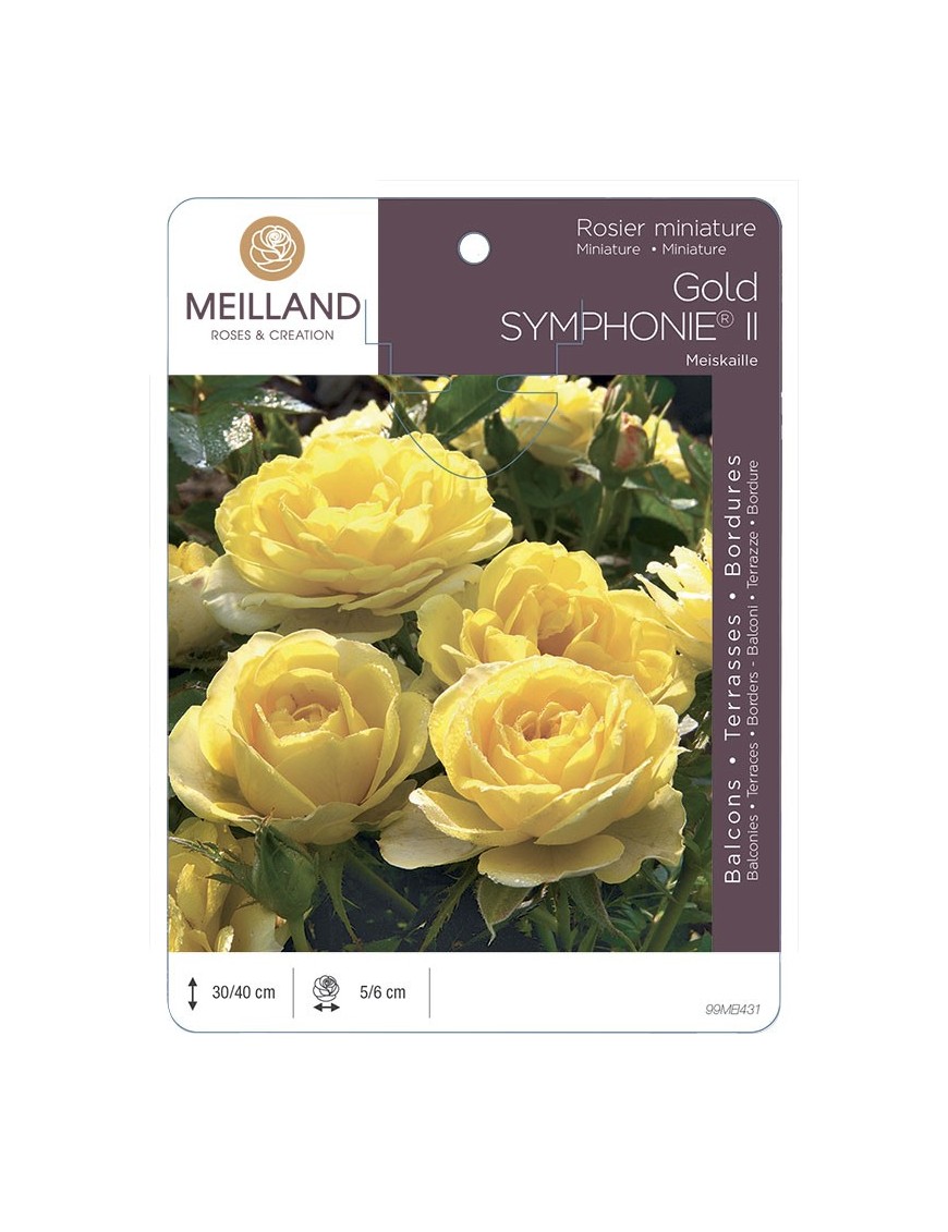 Rosier miniature GOLD SYMPHONIE ® II Meiskaille
