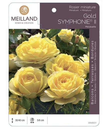 Rosier miniature GOLD SYMPHONIE ® II Meiskaille