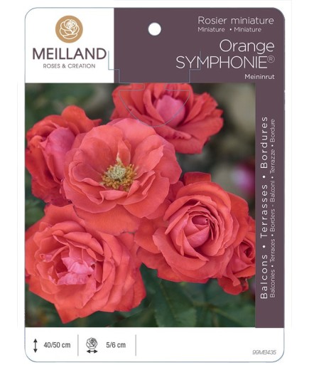 Rosier miniature ORANGE SYMPHONIE ® Meininrut