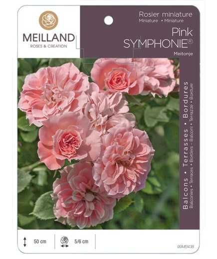 Rosier miniature PINK SYMPHONIE ® Meitonje