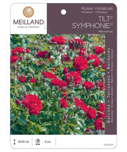 Rosier miniature TILT SYMPHONIE ® Meivraivou
