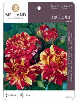Rosier miniature BIGOUDI ® Meiflizet