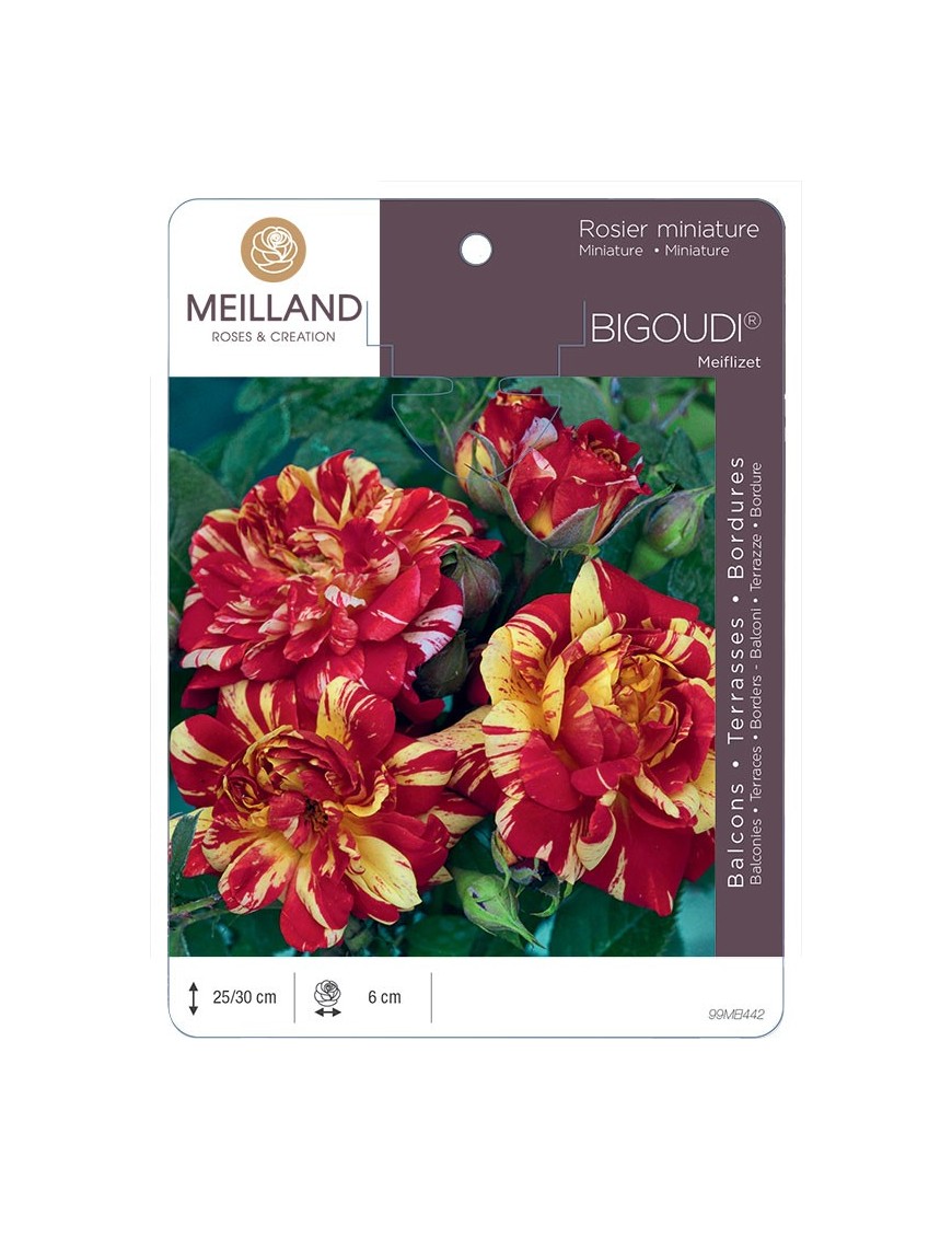 Rosier miniature BIGOUDI ® Meiflizet