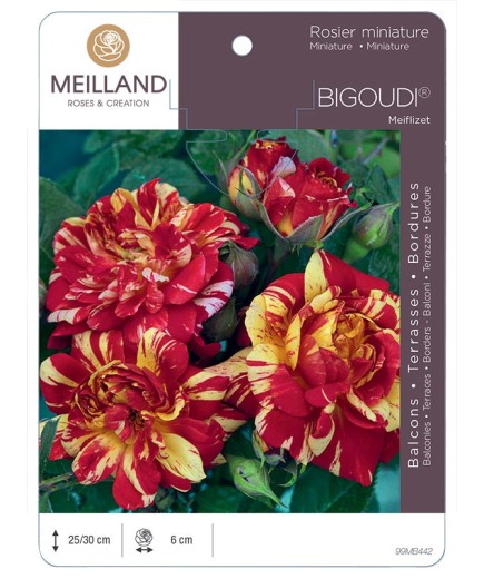 Rosier miniature BIGOUDI ® Meiflizet