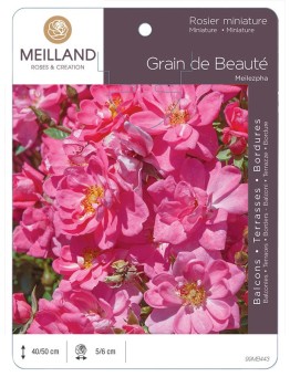Rosier miniature GRAIN DE BEAUTE ® Meilezpha