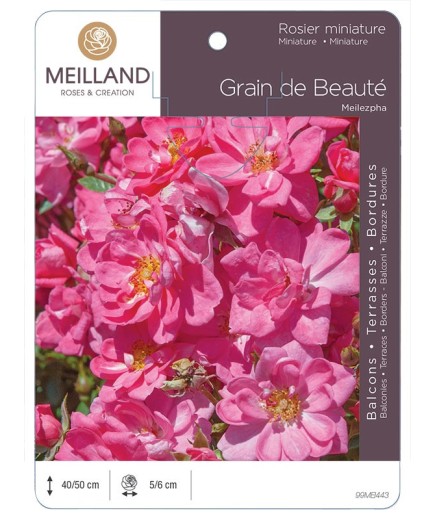 Rosier miniature GRAIN DE BEAUTE ® Meilezpha