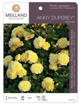 Rosier paysager ANNIE DUPEREY ® Meitongas