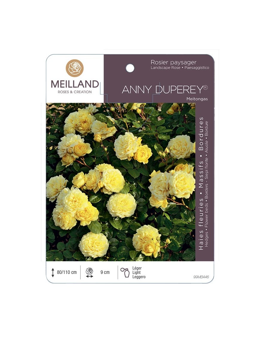 Rosier paysager ANNIE DUPEREY ® Meitongas