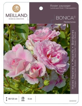 Rosier paysager BONICA ® 82 Meidomonac