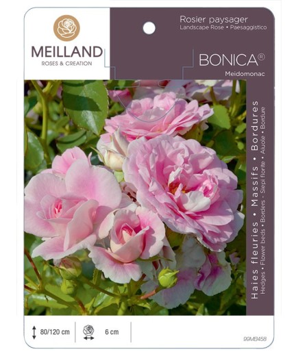 Rosier paysager BONICA ® 82 Meidomonac