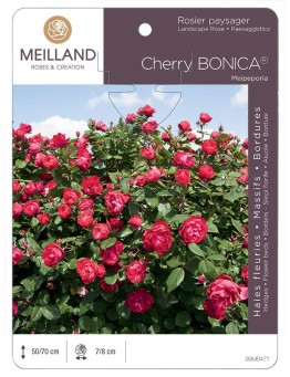 Rosier paysager CHERRY BONICA ® Meipeporia