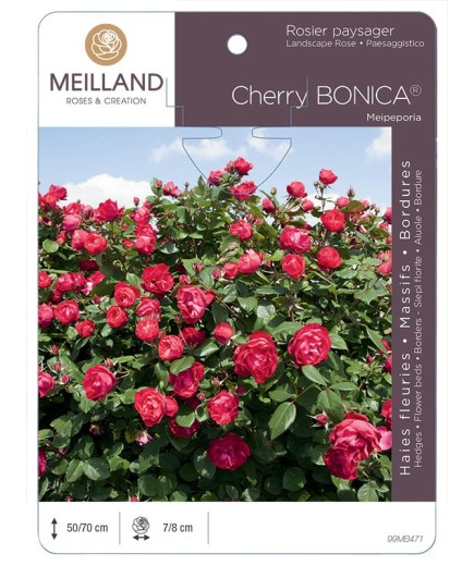 Rosier paysager CHERRY BONICA ® Meipeporia