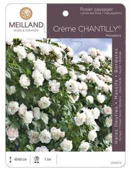 Rosier paysager CREME CHANTILLY ® Meiradena