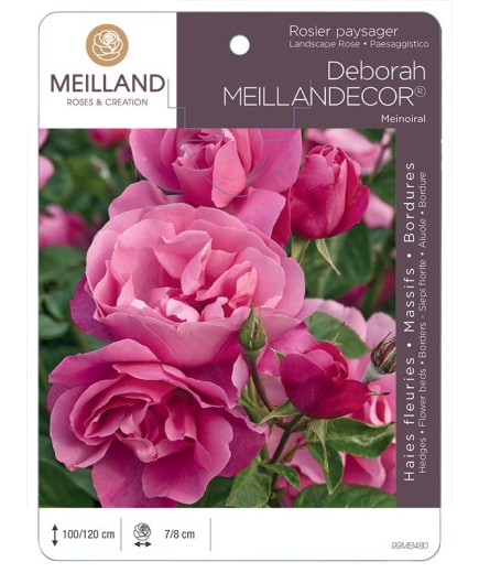 Rosier paysager DEBORAH MEILLANDECOR ® Meinoiral