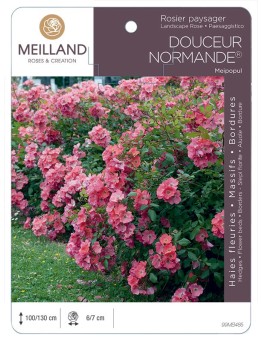 Rosier paysager DOUCEUR NORMANDE ® Meipopul