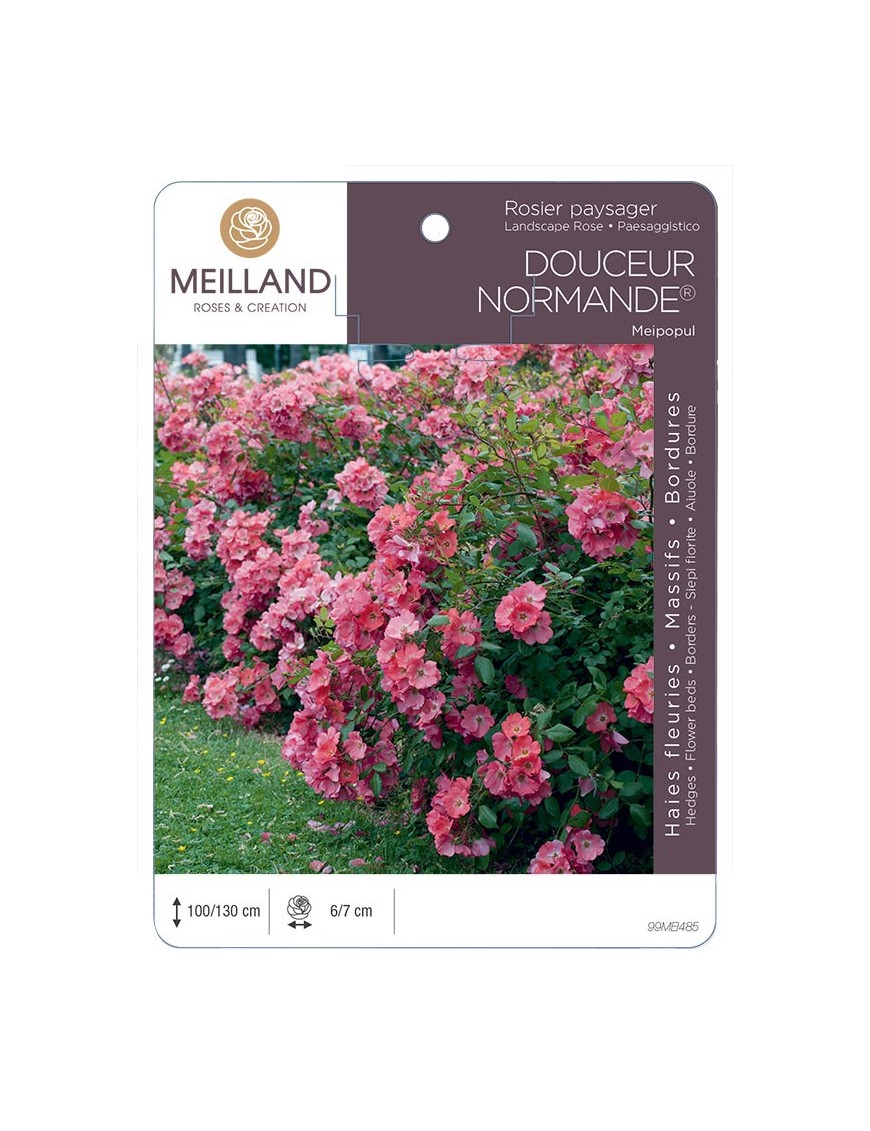 Rosier paysager DOUCEUR NORMANDE ® Meipopul