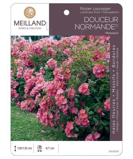 Rosier paysager DOUCEUR NORMANDE ® Meipopul