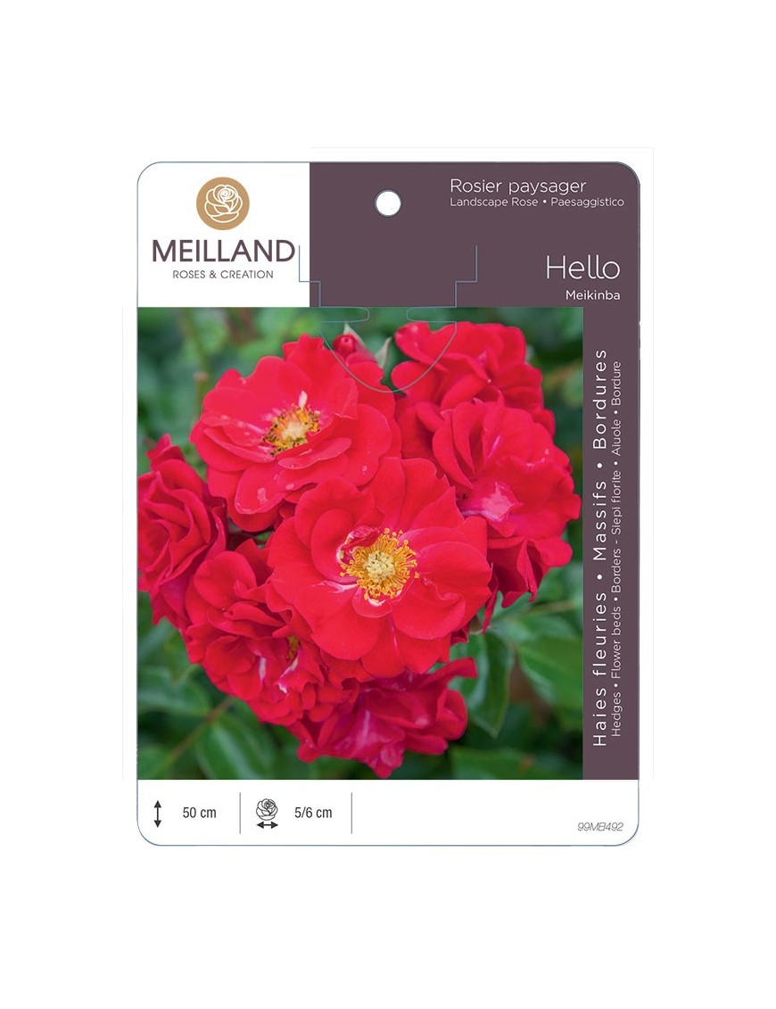 Rosier paysagers HELLO ® Meikinba