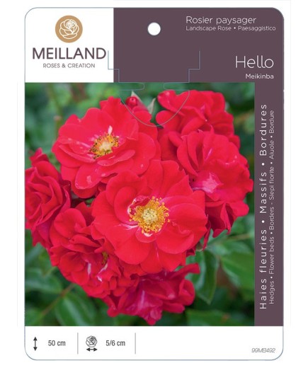 Rosier paysagers HELLO ® Meikinba