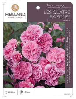 Rosier paysager LES QUATRE SAISONS ® Meifafio