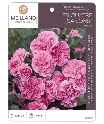 Rosier paysager LES QUATRE SAISONS ® Meifafio