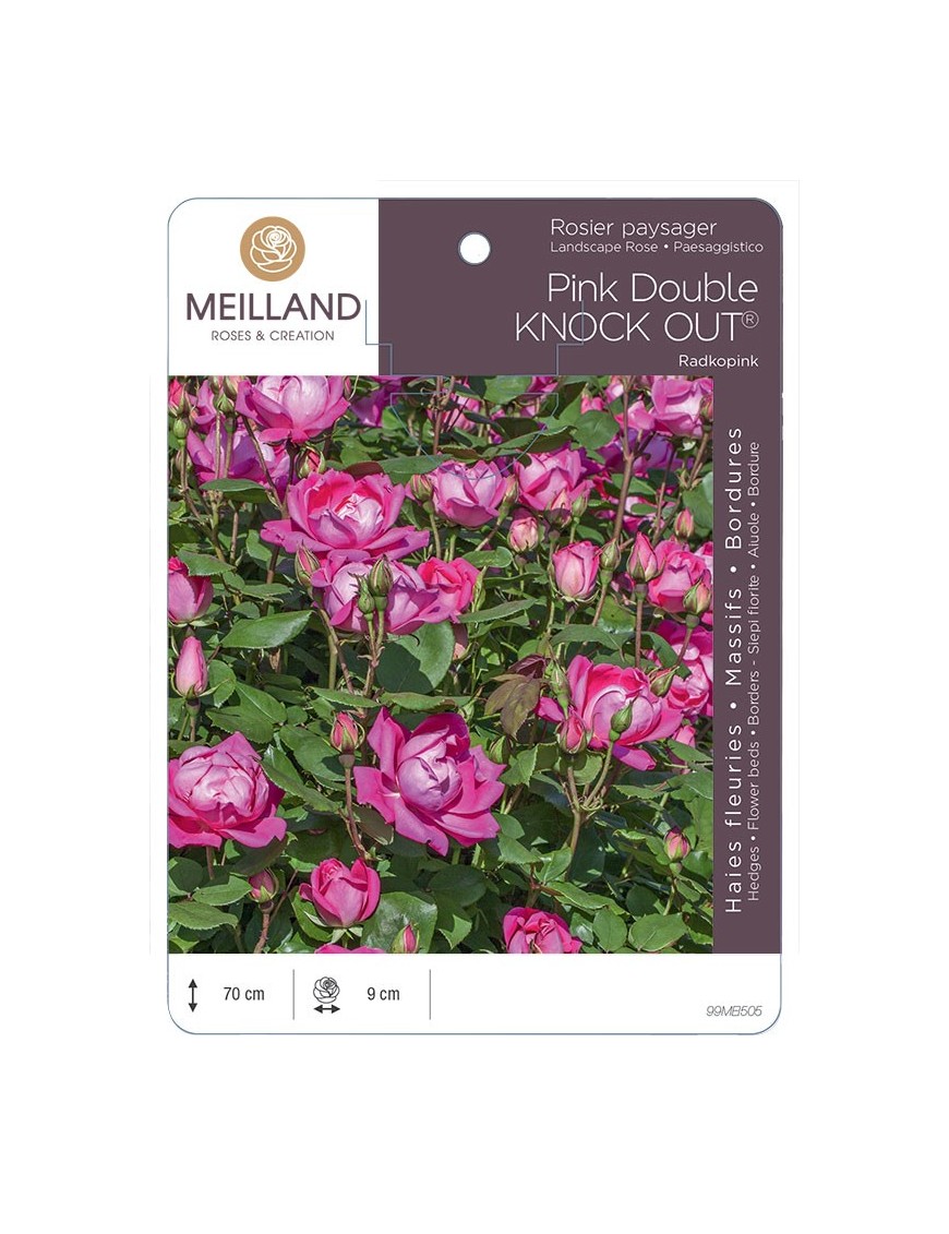 Rosier paysager Pink DOUBLE KNOCK OUT ® Radkopink