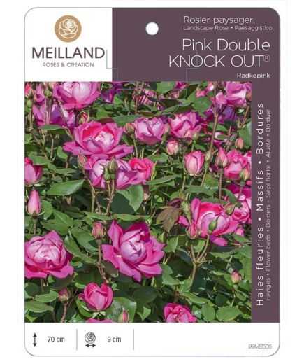 Rosier paysager Pink DOUBLE KNOCK OUT ® Radkopink