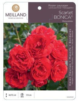 Rosier paysager Scarlet BONICA ® Meiscarlebo