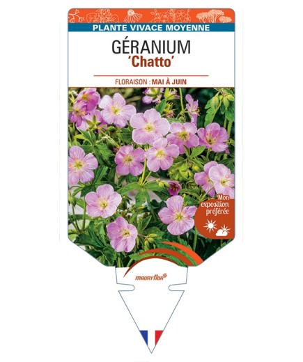 GERANIUM (maculatum) Chatto
