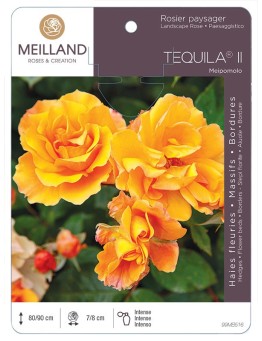 Rosier paysager TEQUILA ® Meipomolo