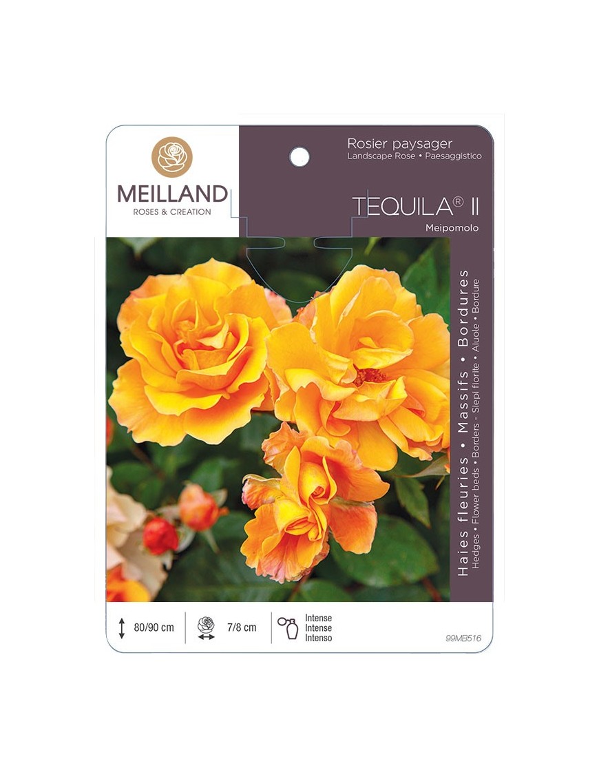 Rosier paysager TEQUILA ® Meipomolo