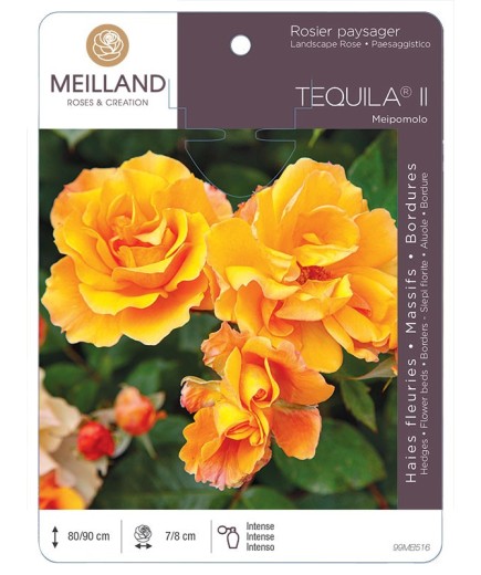 Rosier paysager TEQUILA ® Meipomolo